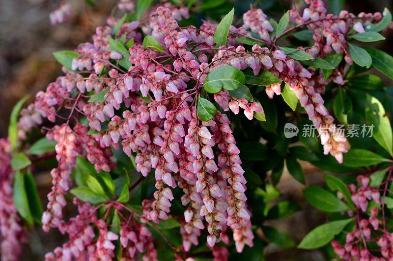 日本Pieris japonica /日本andromeda